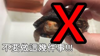 切記!!!烏龜剛帶回來不能做的三件事!!!【九桃分享養爬蟲-《Reptiles》】