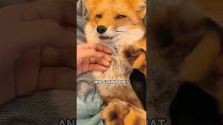 Fox love. #shortvideo #animals #rescue #cute #healing #shorts #fyp #fox #amazing #pets #funny