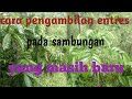 cara pengambilan entres pada sambungan baru