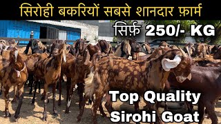 Top Quality Sirohi Goat // सिरोही बकरियों का सबसे शानदार फ़ार्म 👍🏻 Goat Farm #goat #sirohi #ajmer