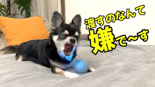 飼い主とおもちゃで遊びたいけど動くボールだけは渡したくない犬。