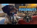 What is the personality and temperament of a GSP?