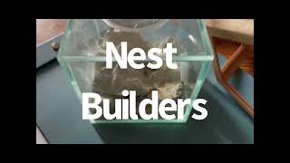 The Nest Builders (formica subsericea ants in a naturalistic glass setup)