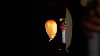 How popcorn pops in slow motion and macro #urday #macro #satisfy #closeup