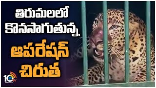 Operation Chirutha In Tirumala | TTD | తిరుమలలో కొనసాగుతున్న ఆపరేషన్ చిరుత | 10TV