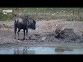 kori bustard vs wildebeest