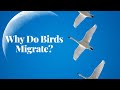 Why Do Birds Migrate? Journey into Their World!