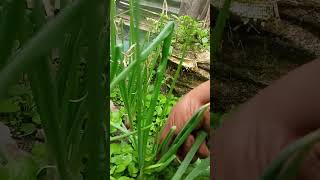 Harvesting spring onions #happiness #kitchengarden #garden #ytshorts