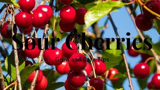 Dwarf Sour Cherries: Grow and Care Tips