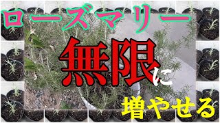 【挿し木】ローズマリーは無限に増やせるらしい【家庭菜園】How to increase rosemary.