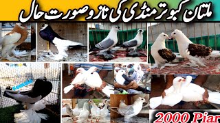 multan kabootar mandi latest update 2025 | #kabootar #2025 #pigeon #birds #pets