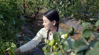 Harvesting Cherry Tomatoes, Green Dates, and Snow Peas | Farm Diary