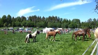 Orivarsat laitumella Miehikkälässä 5.6.2011