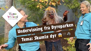 Undervisning fra Dyreparken: Skumle dyr 😱🦇🐺 (NB: SKUMMEL START!)