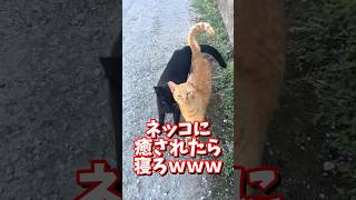 ネッコの動画で癒されたら寝ろｗｗｗ　#2ch  #動物  #猫 #癒やし #ねこ動画