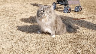 久しぶりの公園散歩で色々とビビってしまうモフ猫…【サイベリアンのラフィ#208】