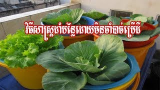 how to grow vegetable without land របៀបដាំបន្លែដោយមិនប្រើដី