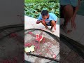 watermelon fishing is really good 西瓜钓鱼真的不错 xiaomei fishingfun fishinglife rurallife outdoors