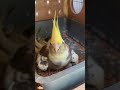 Cockatiel egg hatching 🐣 || cockatiel babies || male cockatiel breeding