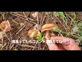 北海道、秋のキノコ採り🍄