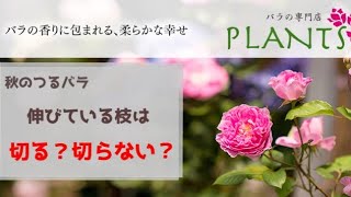 【つるバラの手入れ】今伸びている枝　切ってもいいの？　#バラ #バラの専門店プランツ #ガーデニング #園芸