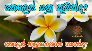 කෙලෙස් යනු කුමක්ද? | කෙලෙස් හඳුනාගන්නේ කෙසේද? | දහම් සෙවන - Daham Sewana