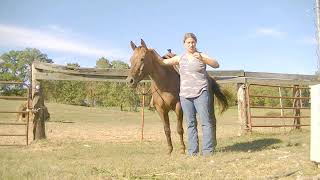 Riding with a War Bridle Advanced Horsemanship