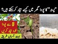how to grow pista plant with seeds | germinate pistachio tree | pista tree in pakistan | pista tree