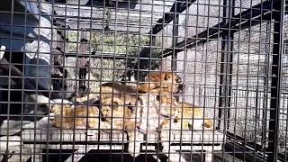 桐生散歩・桐生が岡動物園・ライオン親子