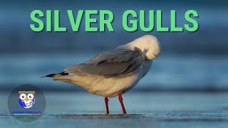 Silver Gulls Preening And Resting - A Relaxing Nature Video