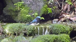 山中湖 大洞の泉のオオルリ（雄）の水浴び　その１０（4K動画）