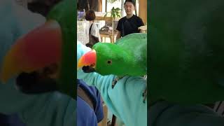 🦜ひまわりの種を食べるインコ