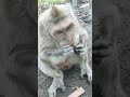 monyet galak monkey monyet monyetfiral shorts shortvideo santrasfamili