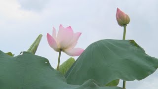 白河蓮花季登場  8月前花開正美綻風華 - 台南旅遊 - 台灣新聞