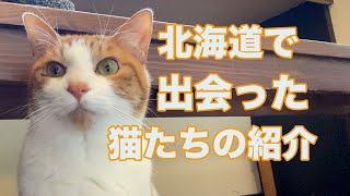 北海道の猫カフェで出会った可愛すぎる猫たち【猫カフェ探訪Vol.1】