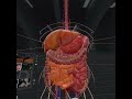 BodyMap - Powerful VR Anatomy Learning and Training Platform