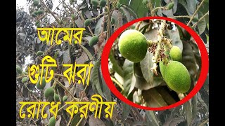 আমের গুটি ঝরা রোধে করণীয় | Must be done to prevent mango drops