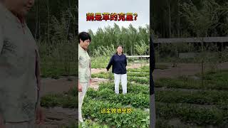 智者不入爱河，铁锅只炖大鹅。 鹅可以除草你们知道吗？农村生活 我的乡村生活 新农人计划2024 农村美食 三农