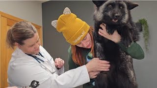 Ruby fox and a mink go to the vet!