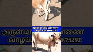 ஜெர்சி கலப்பின மாடு விற்பனைக்கு | #கறவைமாடு #cow #dairyindustry #hfcowfarmintamilnadu