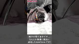 迷子の老犬トイプードルの脱出劇!? escape drama【老犬と過ごす日常】#shorts