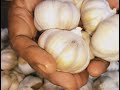 பூண்டு மருத்துவ அதிர்ச்சி புதிய தகவல் benefits of garlic in tamil health tips in tamil part 4