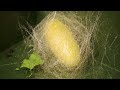 silkworms eating cuddling u0026 spinning timelapse