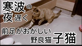 寒波の夜遅くに前足のおかしい野良猫子猫が家に入って来た‼︎家猫にならないか⁉︎#子猫 #野良猫