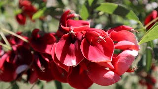 Ceibos en flor - Erythrina crista-galli var. crista-galli - flora argentina - Seibo común - Ceibo