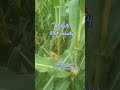 9108 dekalb variety maize ripe brighterfarming