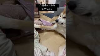 こっそりとやりかえす秋田犬〜第2段〜　　#秋田犬 #dog  #保護犬  #犬と子供  #大型犬  #ふわふわろ  #akitainu  ＃やり返す秋田犬　#子供と喧嘩する犬　#喧嘩　#犬の動画