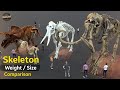 Creatures Skeleton size comparison 3D | Animal Skeleton weight and size  | Extinct animal
