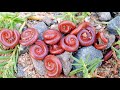 Are Millipedes the MOST Underrated Creatures on the Planet