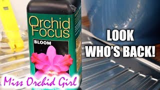 Orchid Focus fertilizer - Some surprising conclusions!